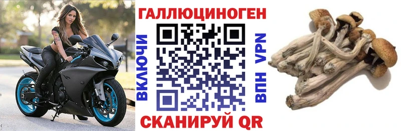 Галлюциногенные грибы Psilocybe  Светогорск 
